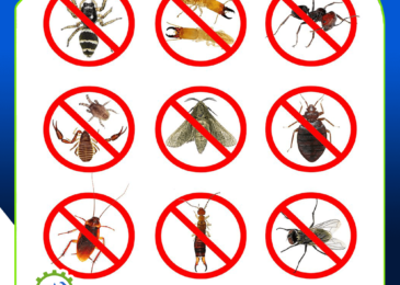 شركة مكافحة حشرات بالسعودية